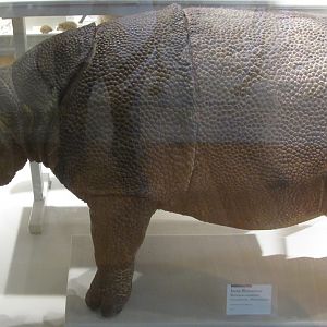 Javan Rhinoceros Juvenile