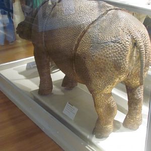 Javan Rhinoceros Juvenile