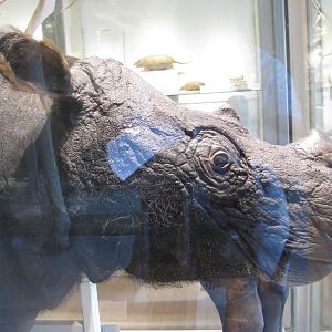 Sumatran Rhinoceros Head