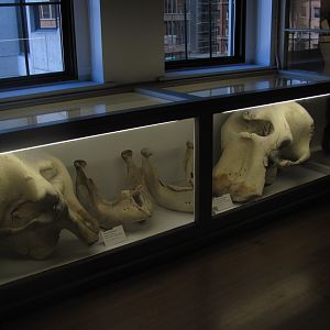 Asian & African Elephant Skulls