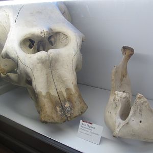 Asian Elephant Skull