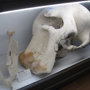 African Elephant Skull