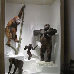 Great Apes