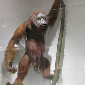 Orangutan