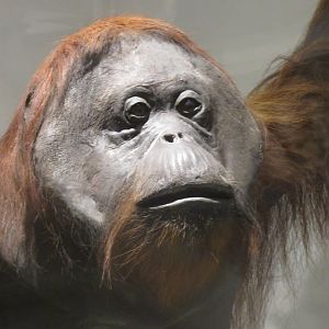 Orangutan Head