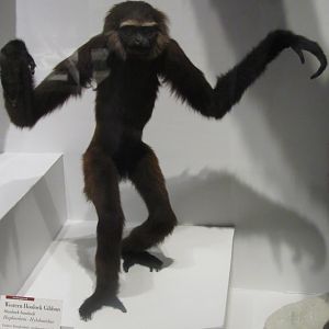 Western Hoolock Gibbon