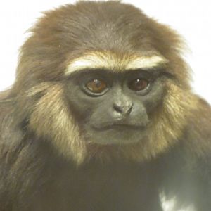 Western Hoolock Gibbon Head