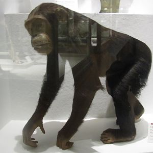 Chimpanzee