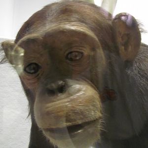 Chimpanzee Head