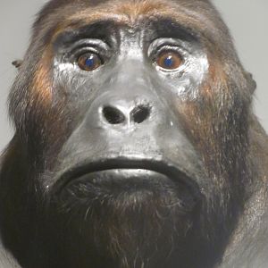 Mountain Gorilla Head