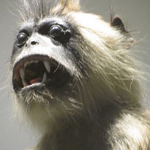 Hanuman Langur Head