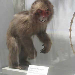 Japanese Macaque