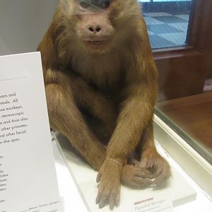 Pig Tailed Macaque