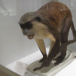 Mona Monkey