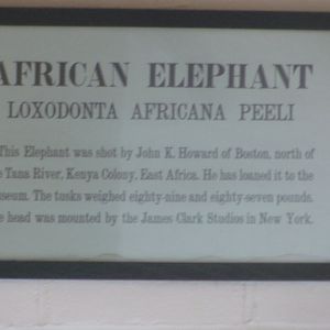 African Elephant Head Sign