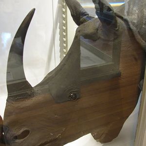Indian Rhinoceros Head