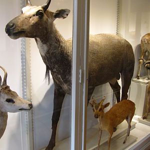 Nilgai & Indian Muntjac