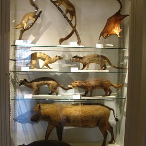 Binturong, Bearded Pig, Civets & Giant Squirrels