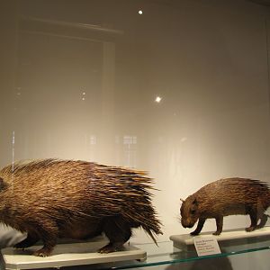 Indian Crested Porcupine & Asiatic Brush Tailed Porcupine