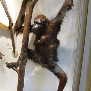 Orangutan Female & Baby