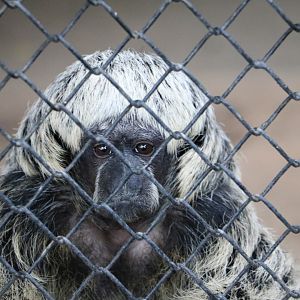 Rylands' bald-faced saki?, April 2016