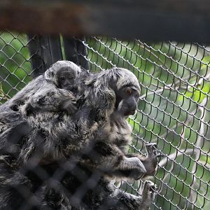 Rylands' bald-faced saki with (hybrid) young, April 2016