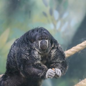 Isabel's saki, April 2016