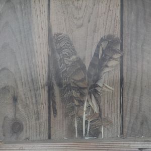 Great Horned Owl Feathers