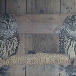 Barred Owls