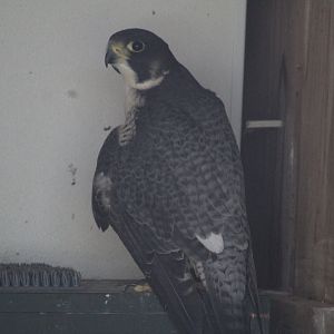 Peregrine Falcon