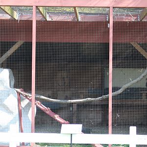 Peregrine Falcon Enclosure