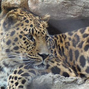 Amur Leopard