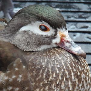 Female Wood Duck