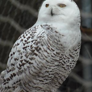 Female Snowy Owl