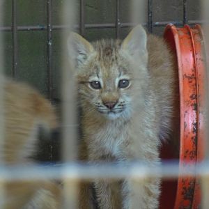 Canada Lynx Kitten