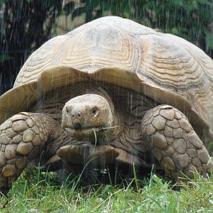 Tortoise Under Sprinkler