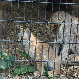 Lynx Kitten and Mother