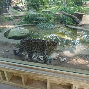 Leopard Glass Viewing