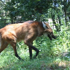 Maned Wolf Prowling