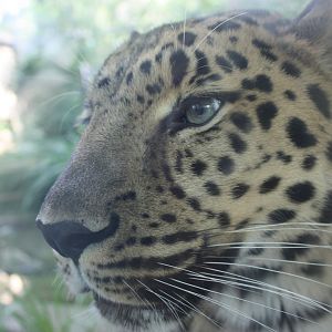 Amur Leopard Close-Up