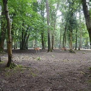 Sika, Blackbuck and Emu Paddock from the Road Train at CERZA, 10/06/18