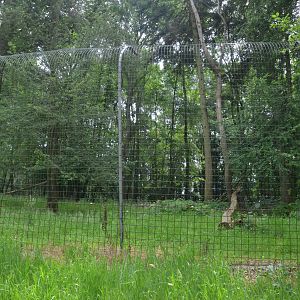 Sumatran Tiger Paddock from the Road Train at CERZA, 10/06/18