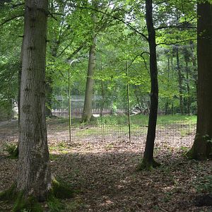 White Tiger Paddock from the Road Train at CERZA, 10/06/18