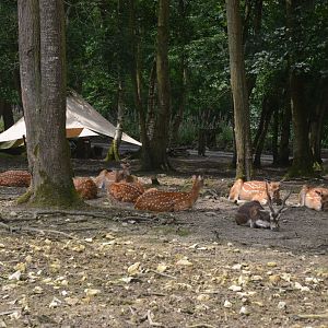 Vietnamese Sika and Blackbuck from the Road Train at CERZA, 10/06/18