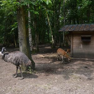 Emu and Vietnamese Sika from the Road Train at CERZA, 10/06/18