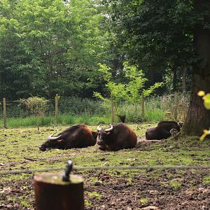 Congo Buffalo and White-tailed Gnu from the Road Train at CERZA, 10/06/18