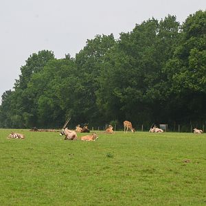 Gemsbok and Nile Lechwe from the Road Train at CERZA, 10/06/18
