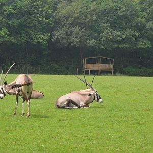 Gemsbok at CERZA, 10/06/18