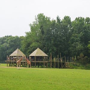 GIraffe Viewing Platform from the Road Train at CERZA, 10/06/18