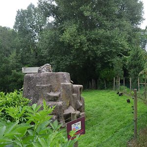 Sulawesi Crested Macaque Enclosure at CERZA, 10/06/18